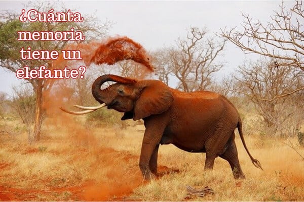 ¿Cuánta memoria tiene un elefante?