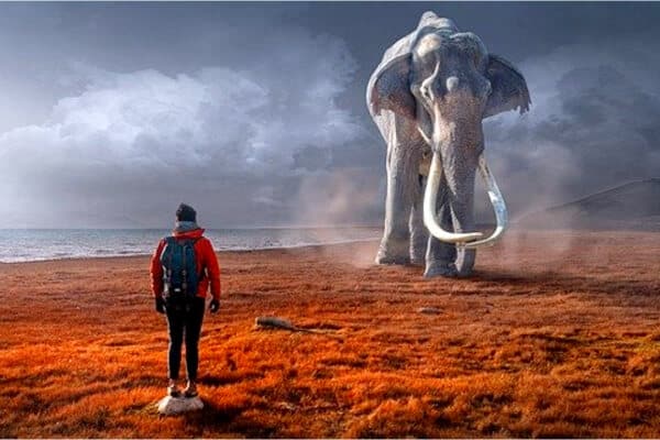 La memoria que tiene un elefante al parecer es infinita
