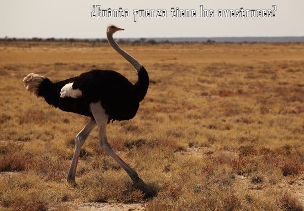 Cuánta fuerza tiene los avestruces